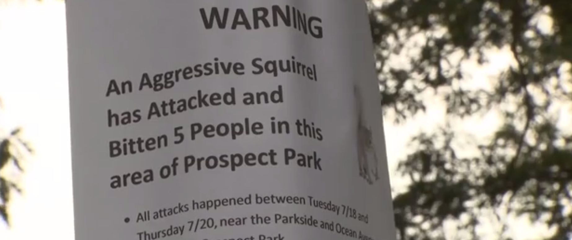 Parkgoers warned after 'aggressive squirrel' attacks 5 people