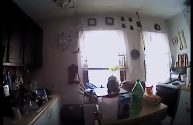 Cookie-stealing squirrel lunges at police officer