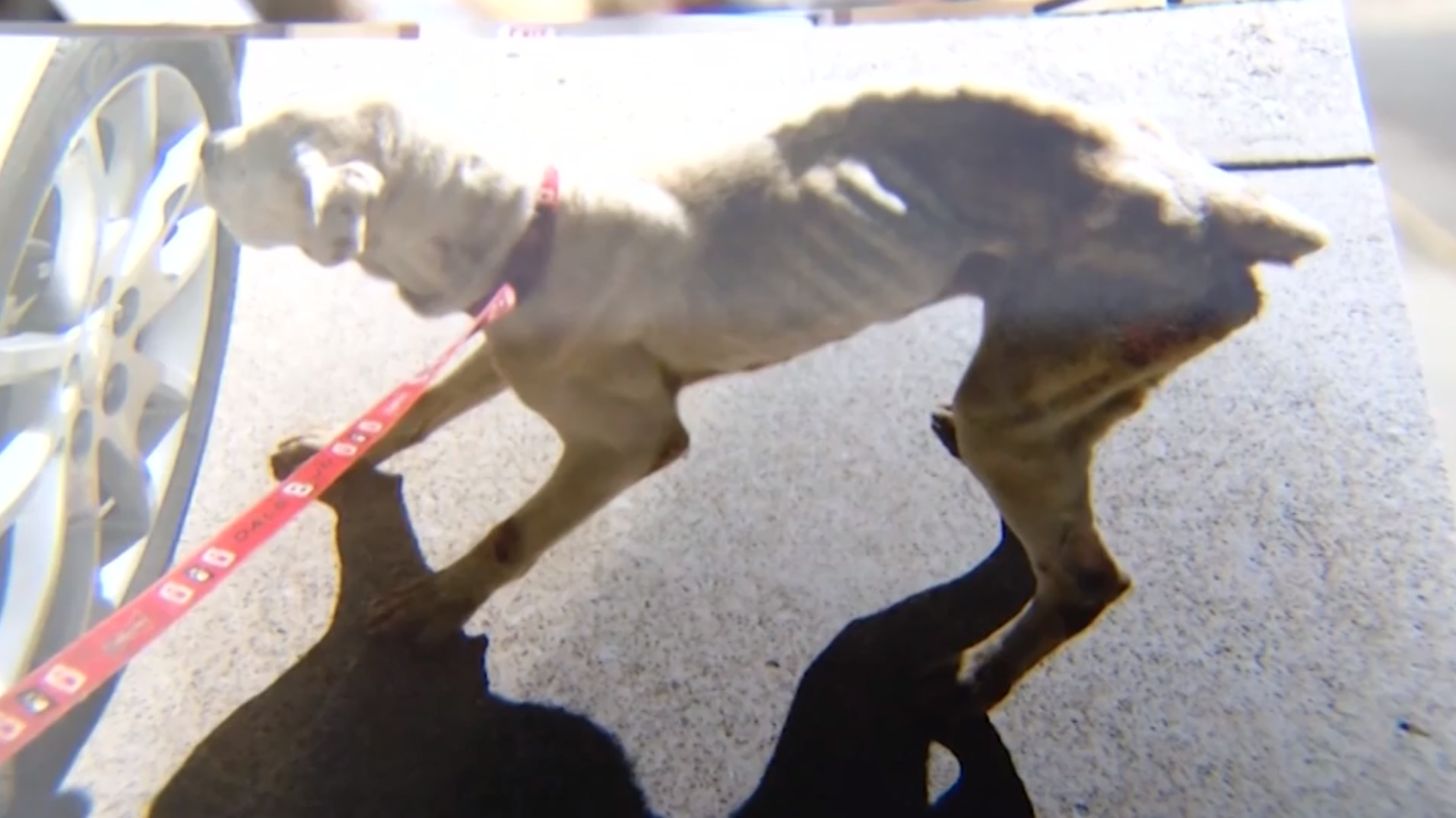 Woman says she's facing trespass charges for rescuing starving dog