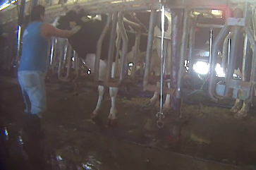 Undercover video shows worker kicking, beating cows at Florida dairy farm