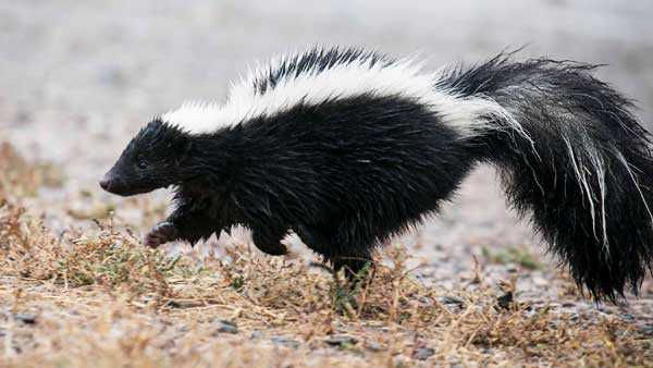 Love stinks: It’s skunk mating season in Ohio