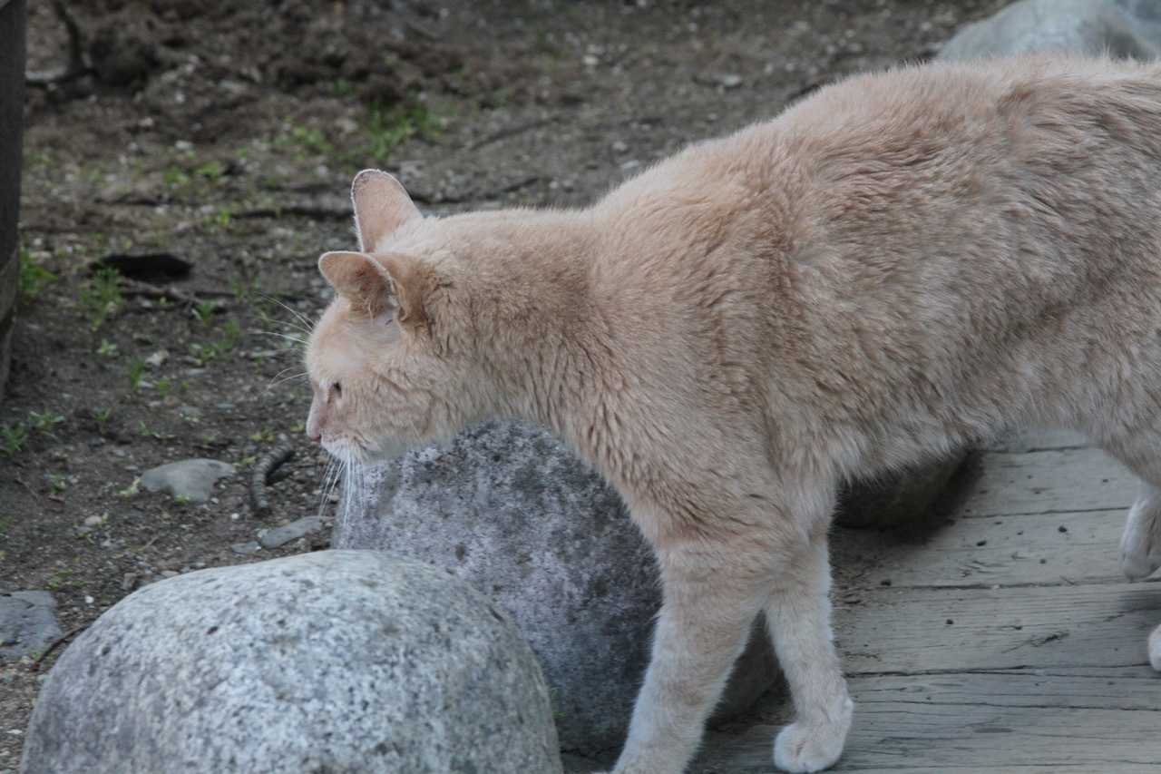 Honorary Alaska 'mayor,' Stubbs the cat, dies at 20