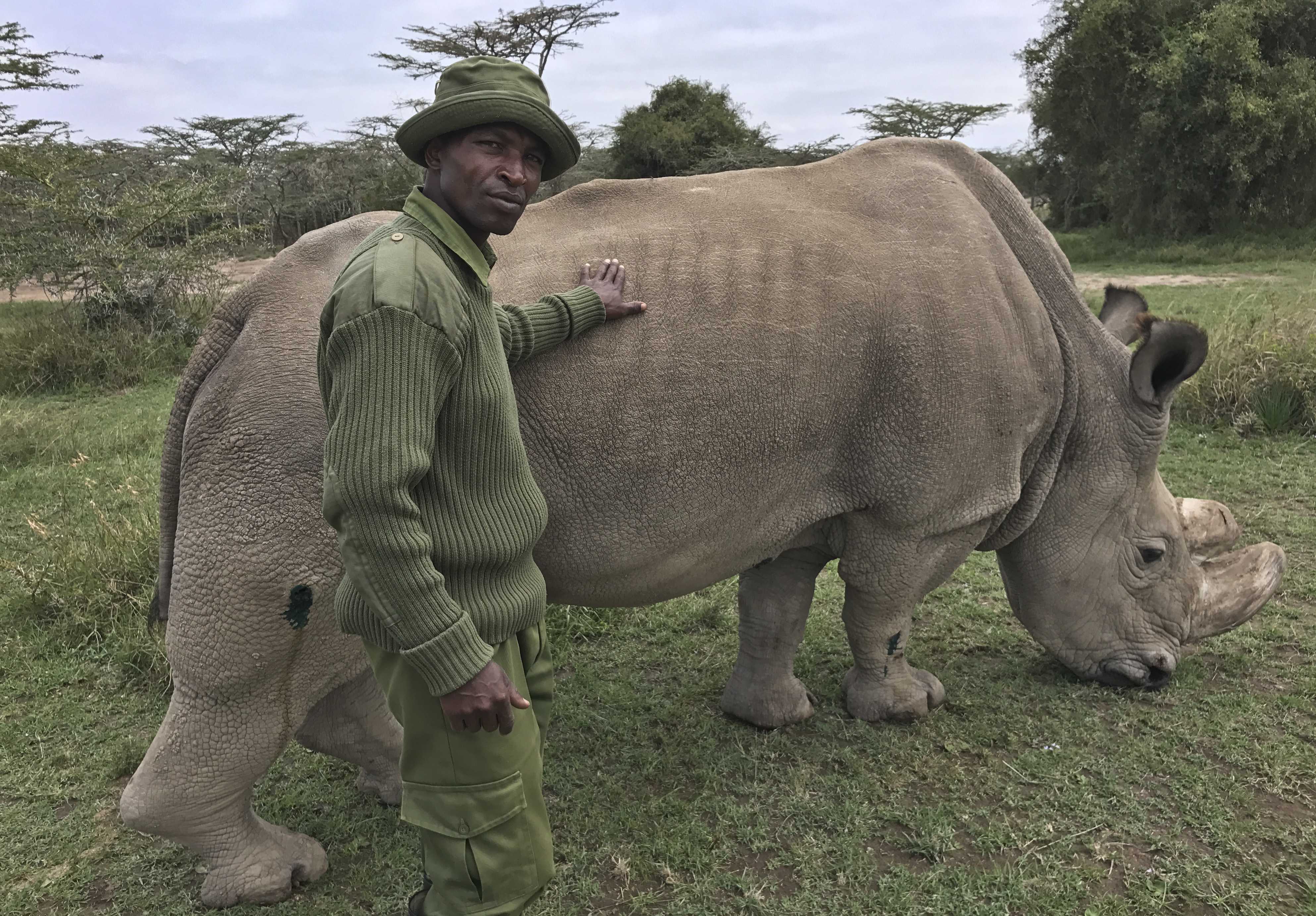World's last male northern white rhino is in failing health