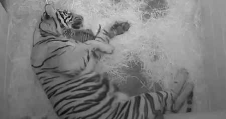 National Zoo welcomes 'amazing little' tiger cub