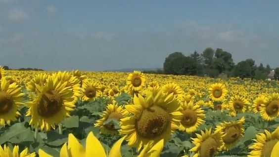 Man drives business to his car wash with bright idea