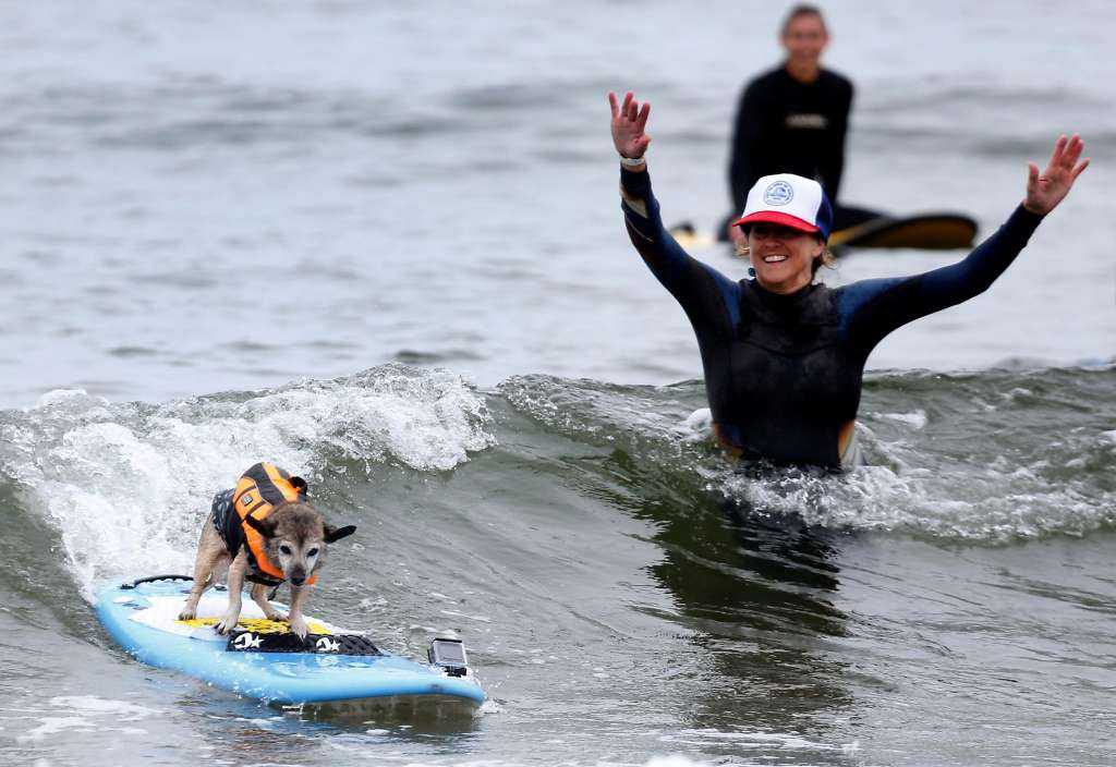 Surfing dogs impress at world championships