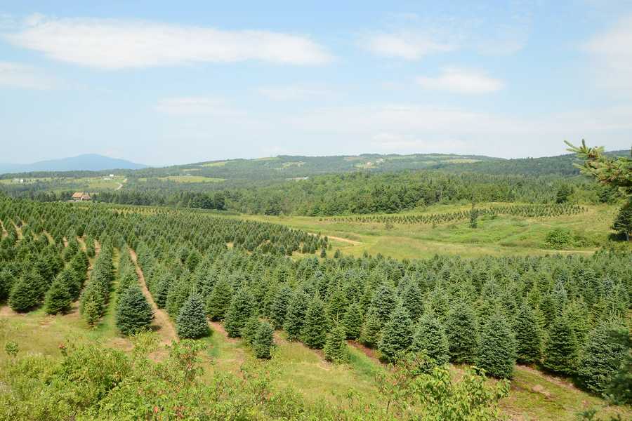 viewers choice 2016 best christmas tree farm in new viewers choice 2016 best christmas tree farm in new