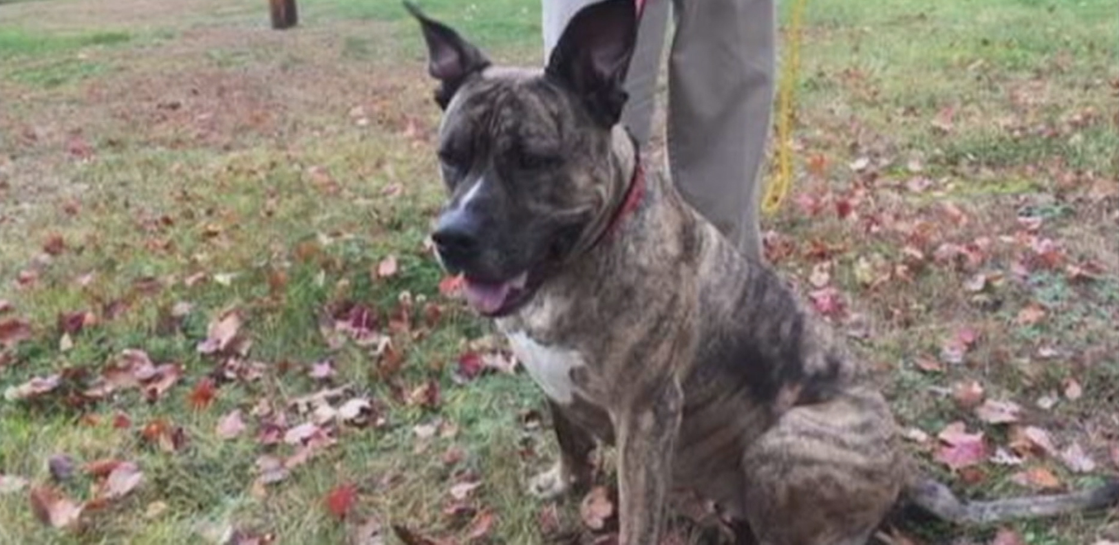 Man accused of using stun gun on his own dog