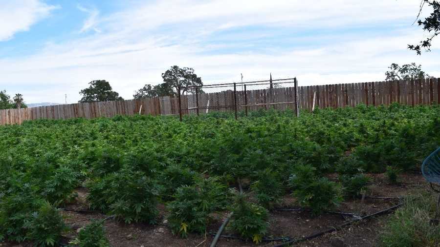 More than 7,000 marijuana plants seized in California