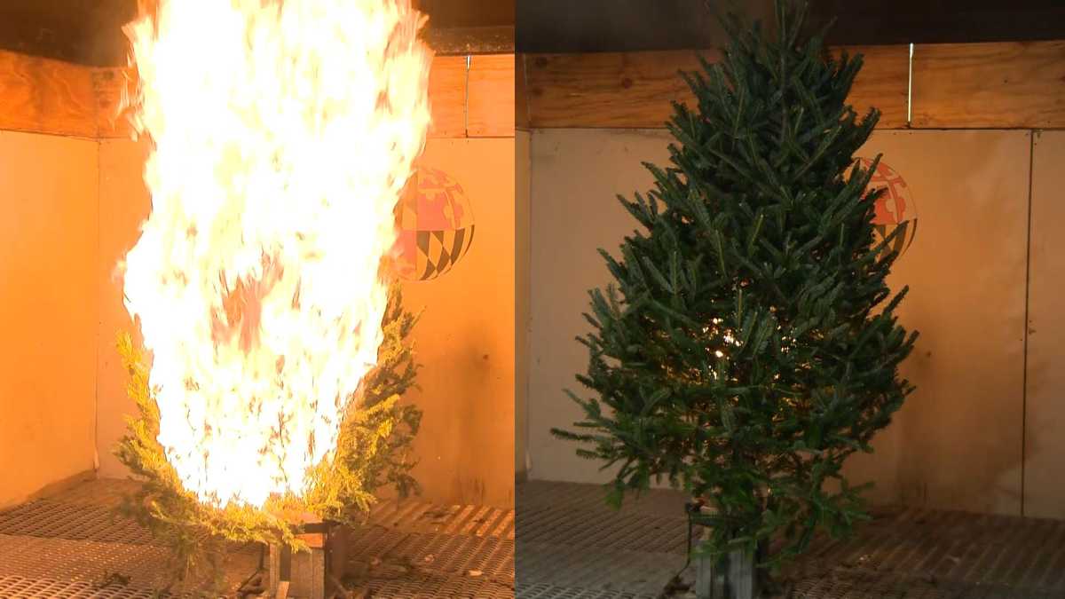 umd scientists show dangers of dry christmas trees umd scientists show dangers of dry christmas trees
