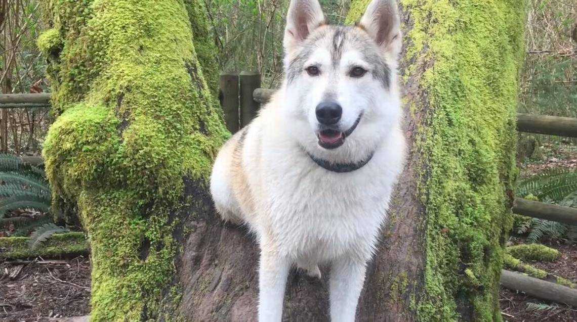 Therapy dog shot by hunter while on a hike with owner