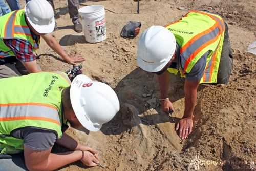 Construction crew discovers triceratops skull, skeleton