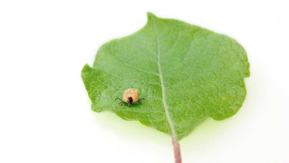 Lyme Disease resources, things to know