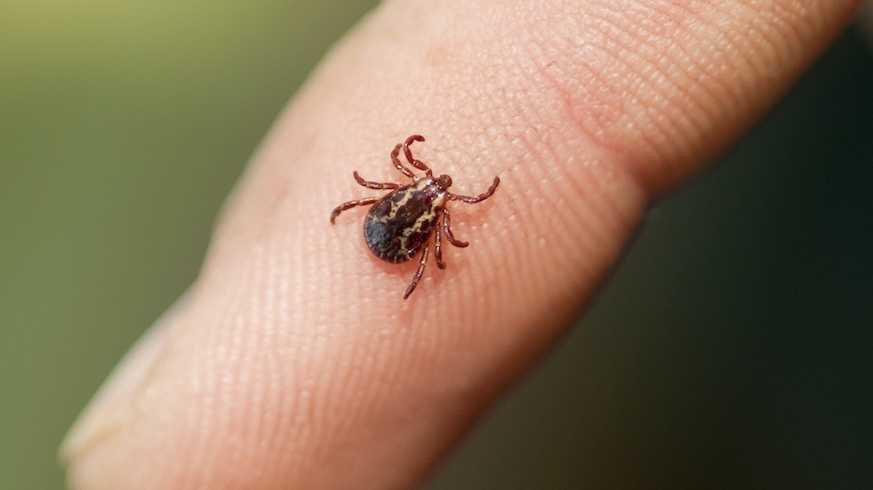 Mainers diagnosed with risky tick-borne virus