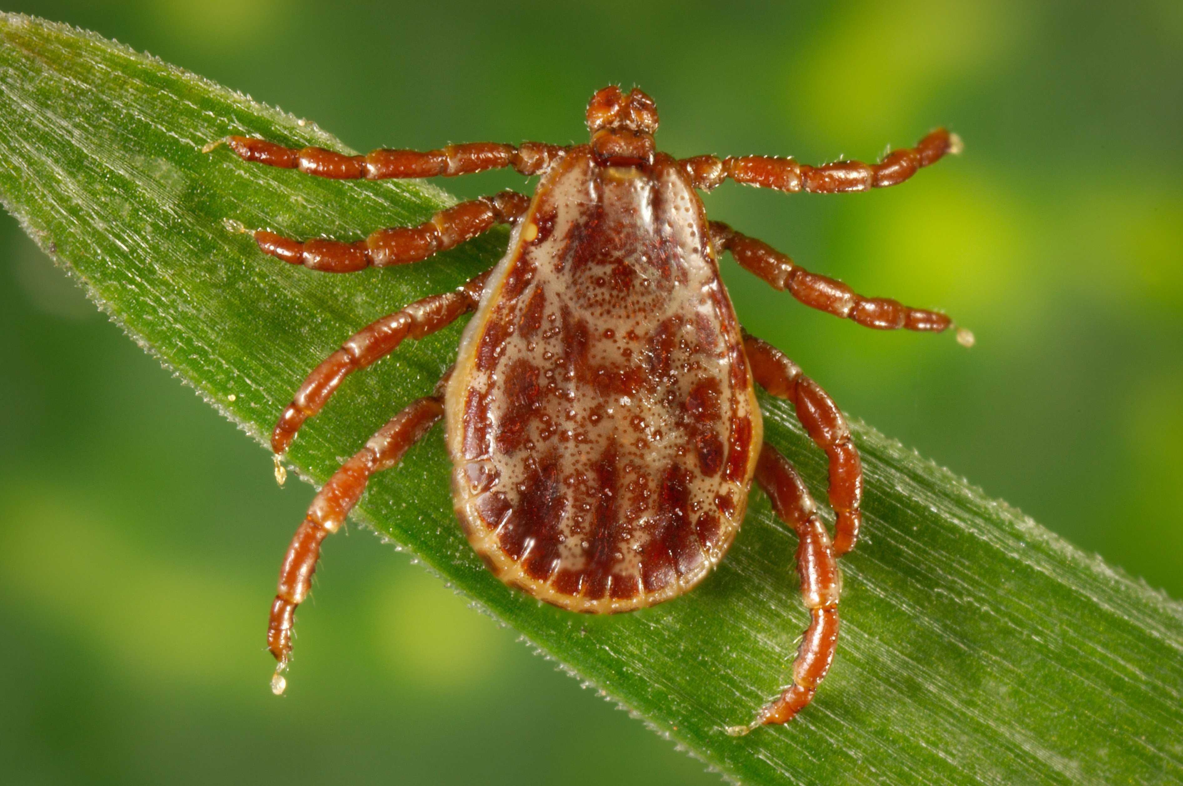 Mice help forecast threat of Lyme Disease ticks