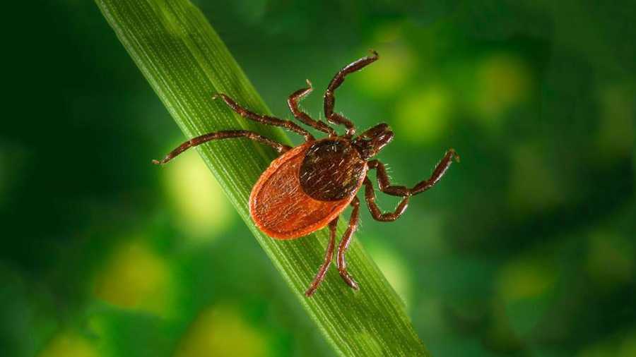 CDC tests thousands of ticks at Missouri state park
