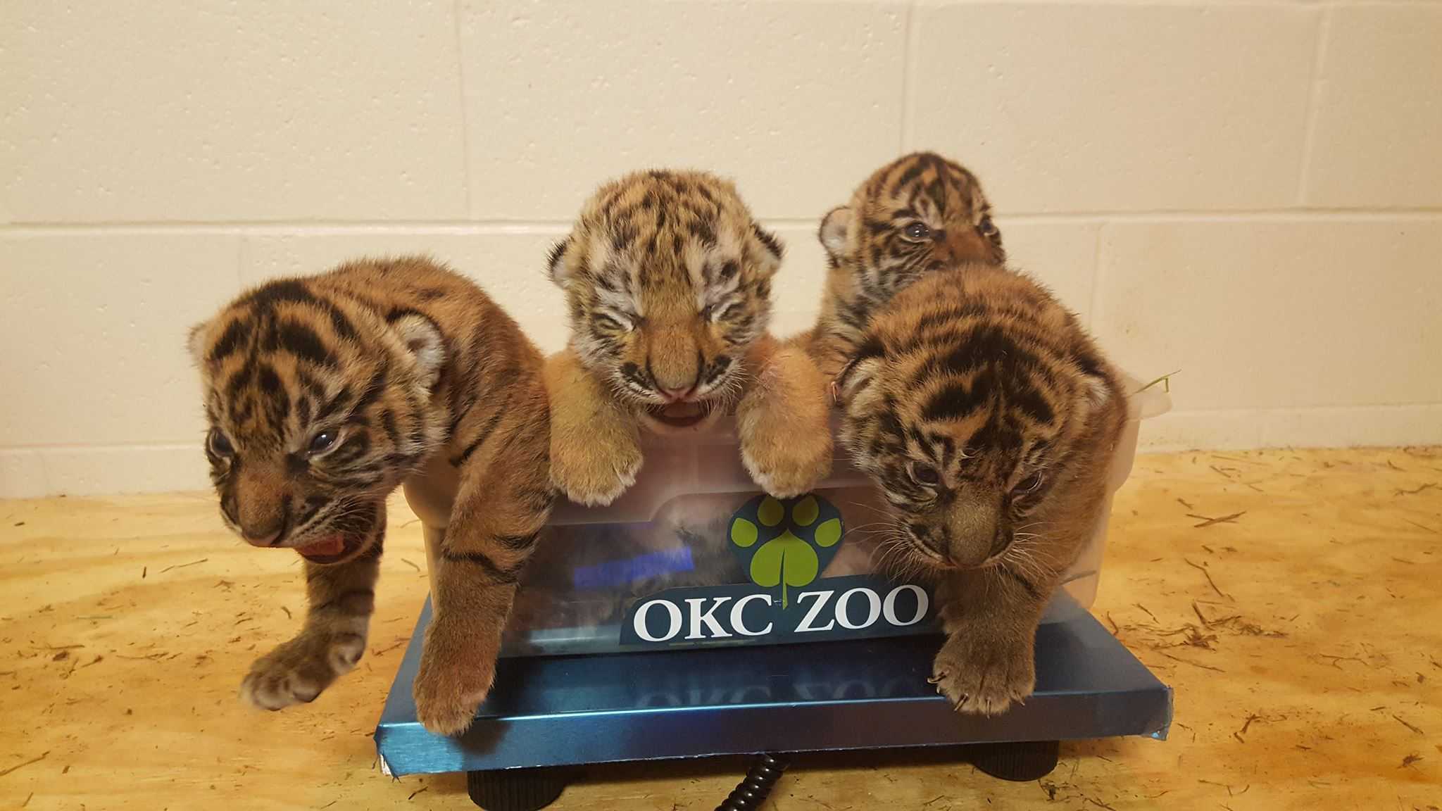 OKC Zoo introduces Tiger live cam