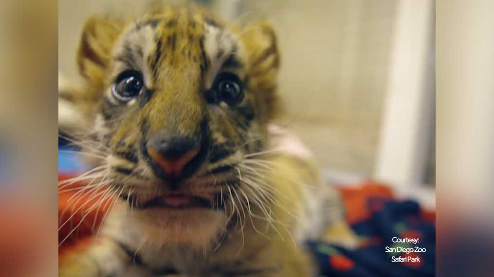 Confiscated tiger cub ‘doing well’, becomes star attraction