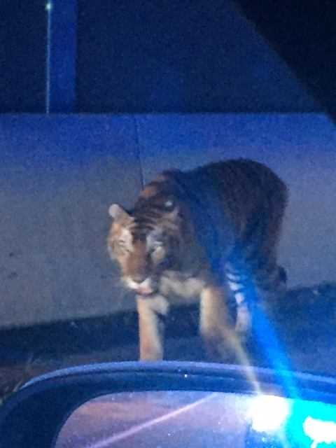 Tiger killed after running loose in Georgia neighborhood