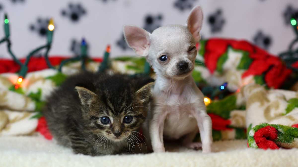 Wisconsin Humane Society adopts out its smallest dog ever