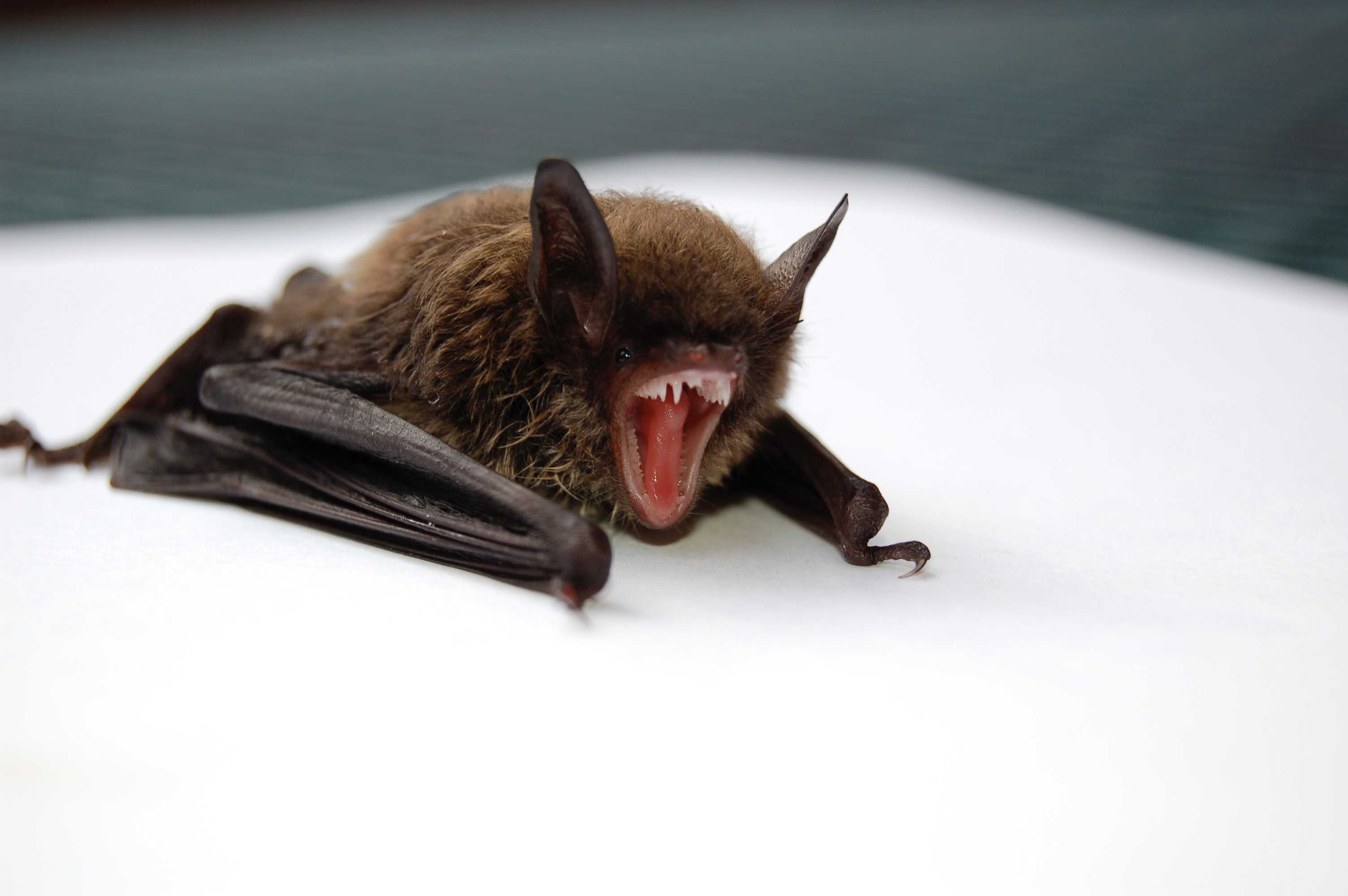 Irish family hilariously tries to capture a bat trapped in their kitchen
