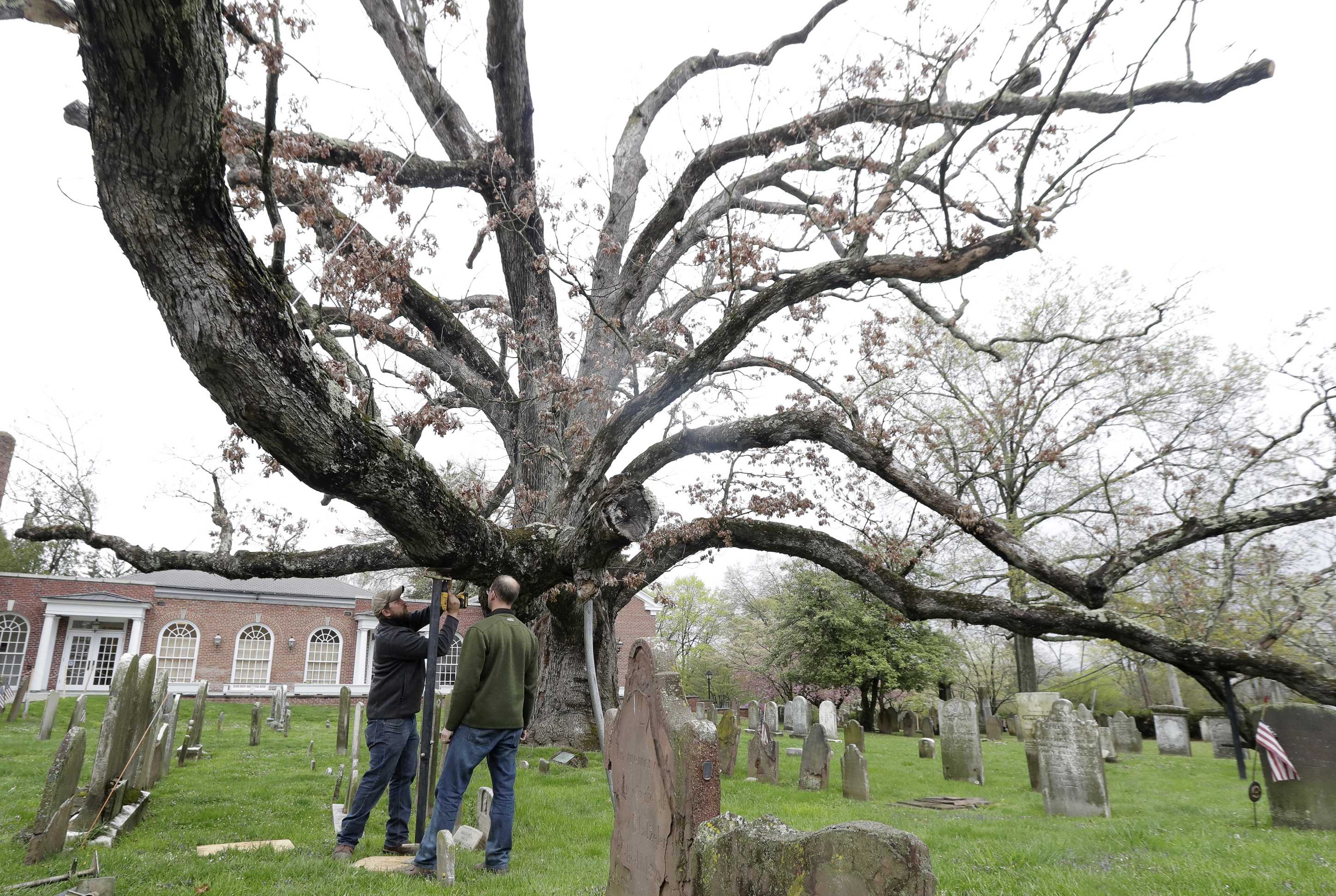 600-Year-Old White Oak Tree Being Cut Down In Basking Ridge 600-Year-Old White Oak Tree Being Cut Down In Basking Ridge