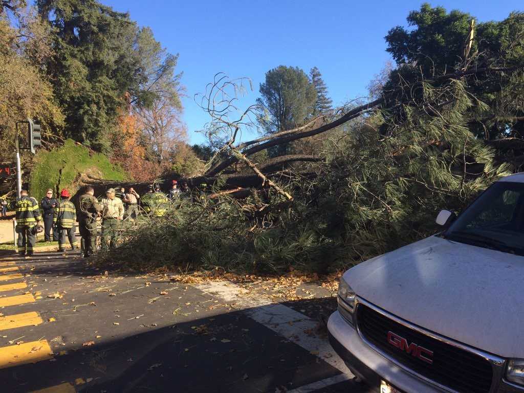 High winds cause havoc in Sacramento area, bringing down trees, causing power outages