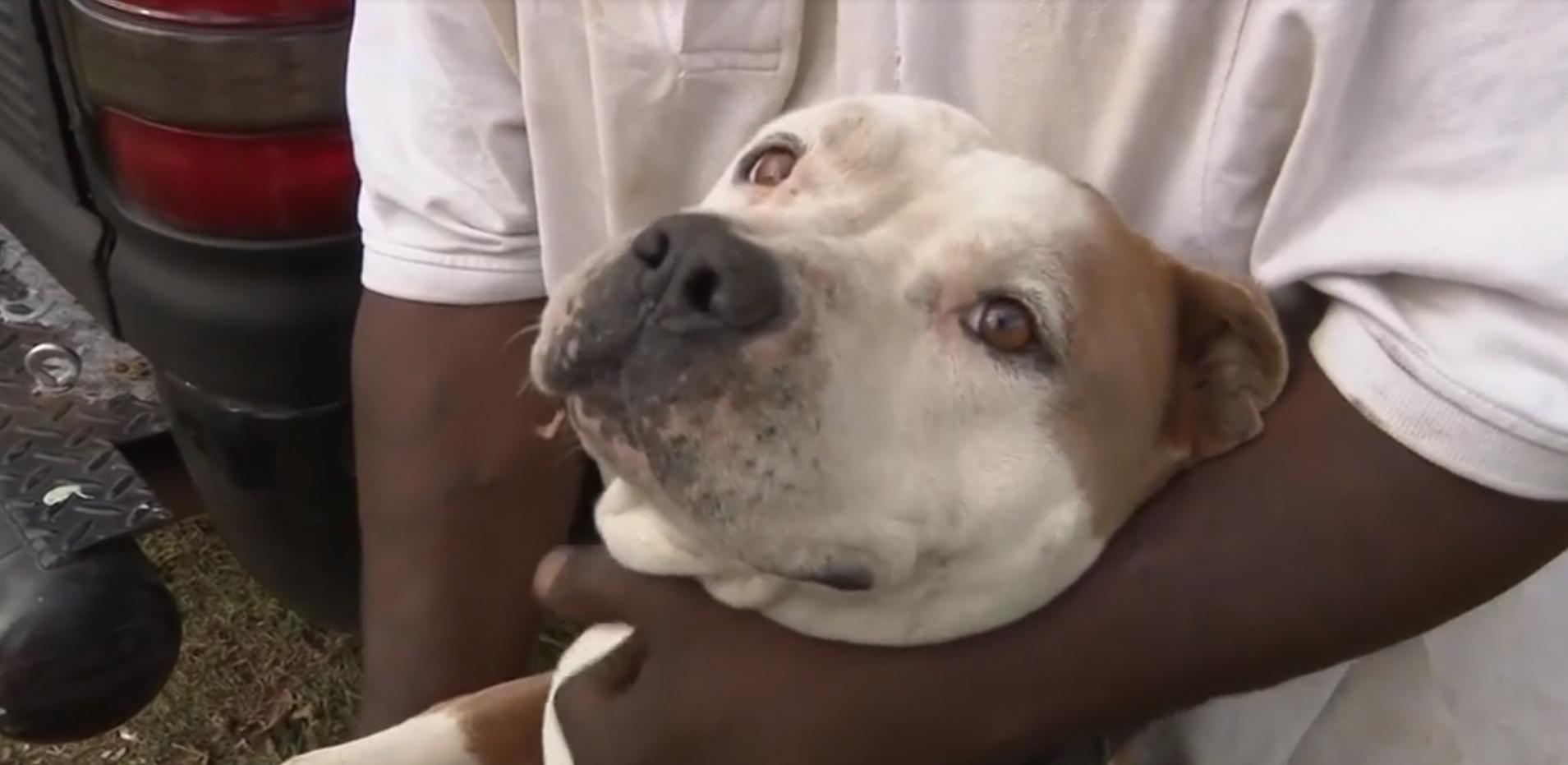 Police: Man set fire to kennel, leaving dog with burns on 60 percent of body