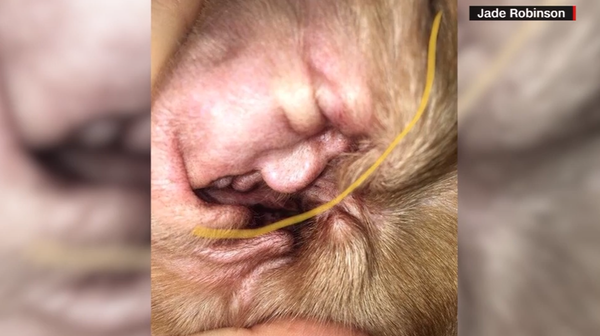 Woman Says Her Dog S Ear Looks Like President Trump S Face Woman Says Her Dog S Ear Looks Like President Trump S Face