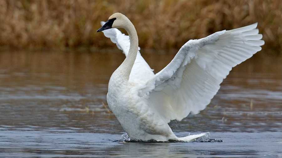 Experts try to determine what killed 32 rare trumpeter swans