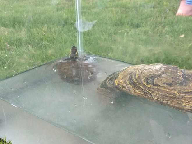 Turtle saved in apartment fire WYFF-TV