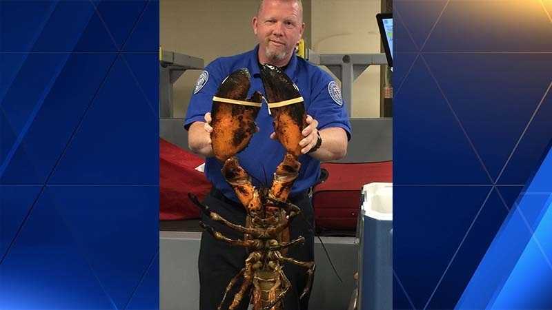 Fish market owner 'personally offended' by large lobster TSA photo