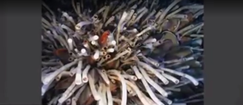 This sea creature may be the longest-living animal on earth