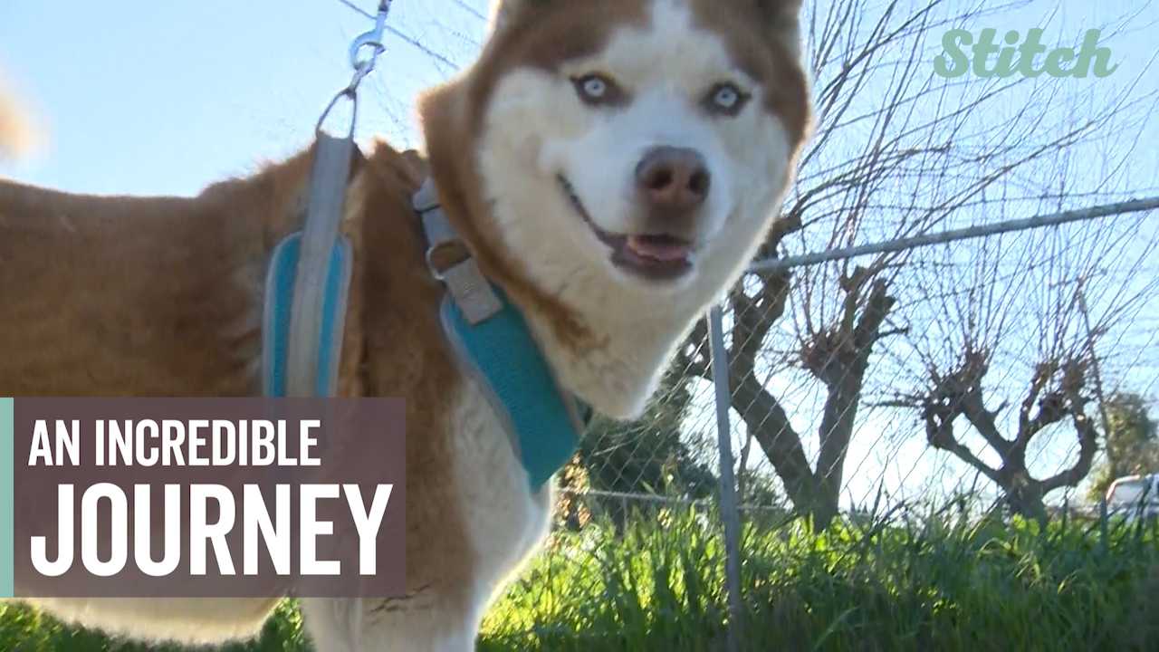 Incredible journey: Missing husky found 280 miles from home