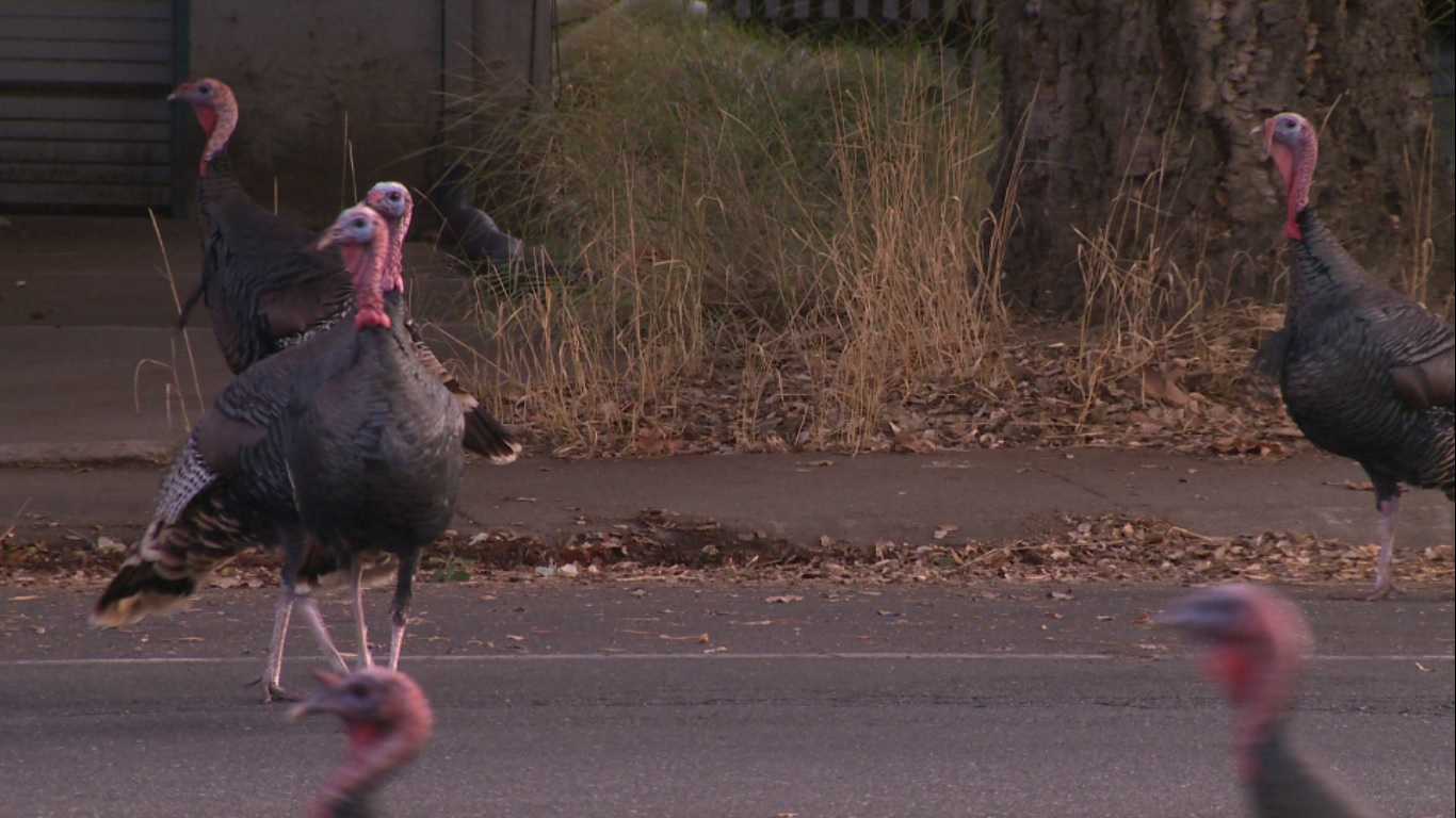 Wild turkeys causing a ruckus across NorCal