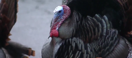'Aggressive' turkeys found lurking outside California hospital