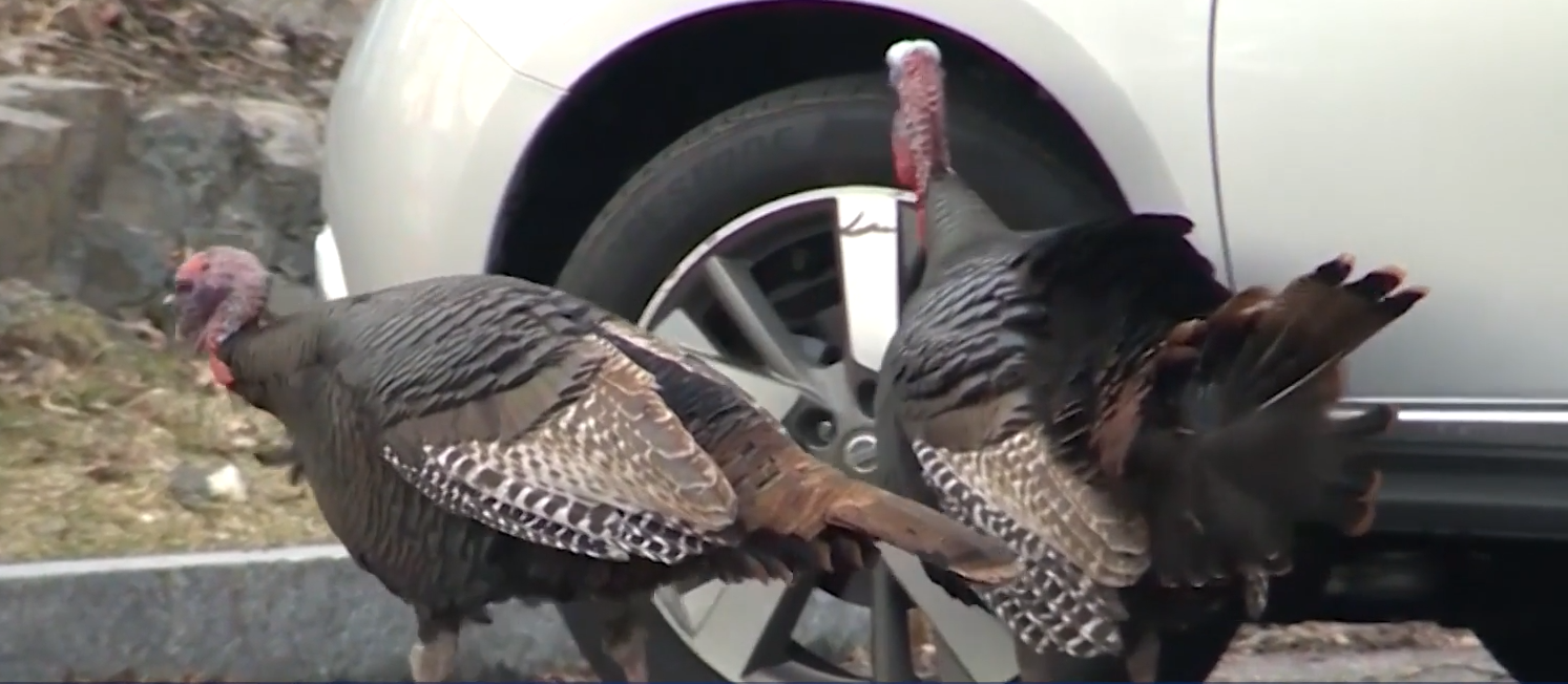 Aggressive turkeys wreak havoc in Massachusetts town