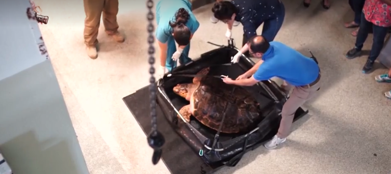 Turtle with gap in shell gets 3-D printed brace