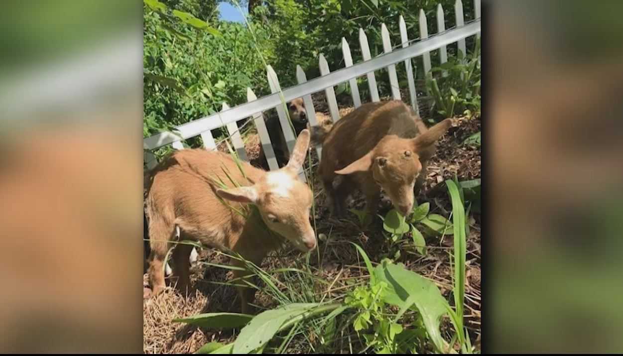 'Beyond cruel': Baby goats killed, bodies posed on owners' steps