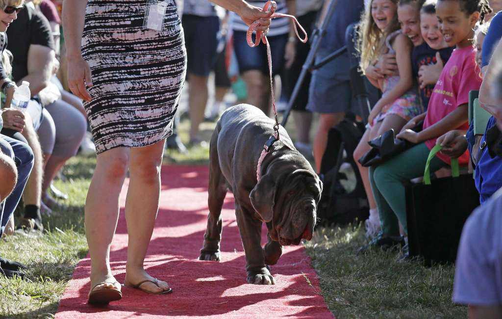 Huge, homely mastiff named Martha wins world's ugliest dog