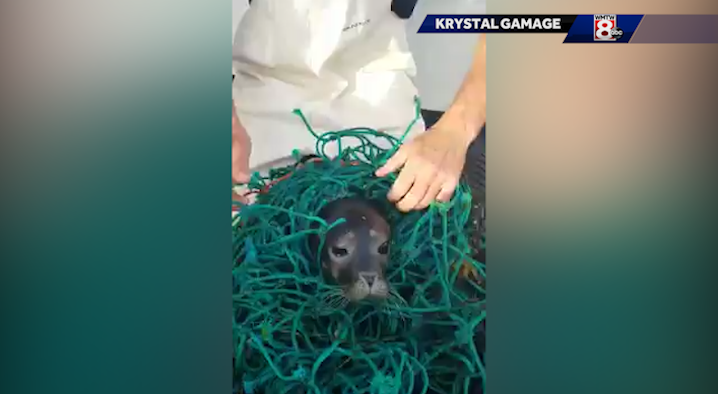 Trapped seal lucky to be alive thanks to lobstermen who rescued it