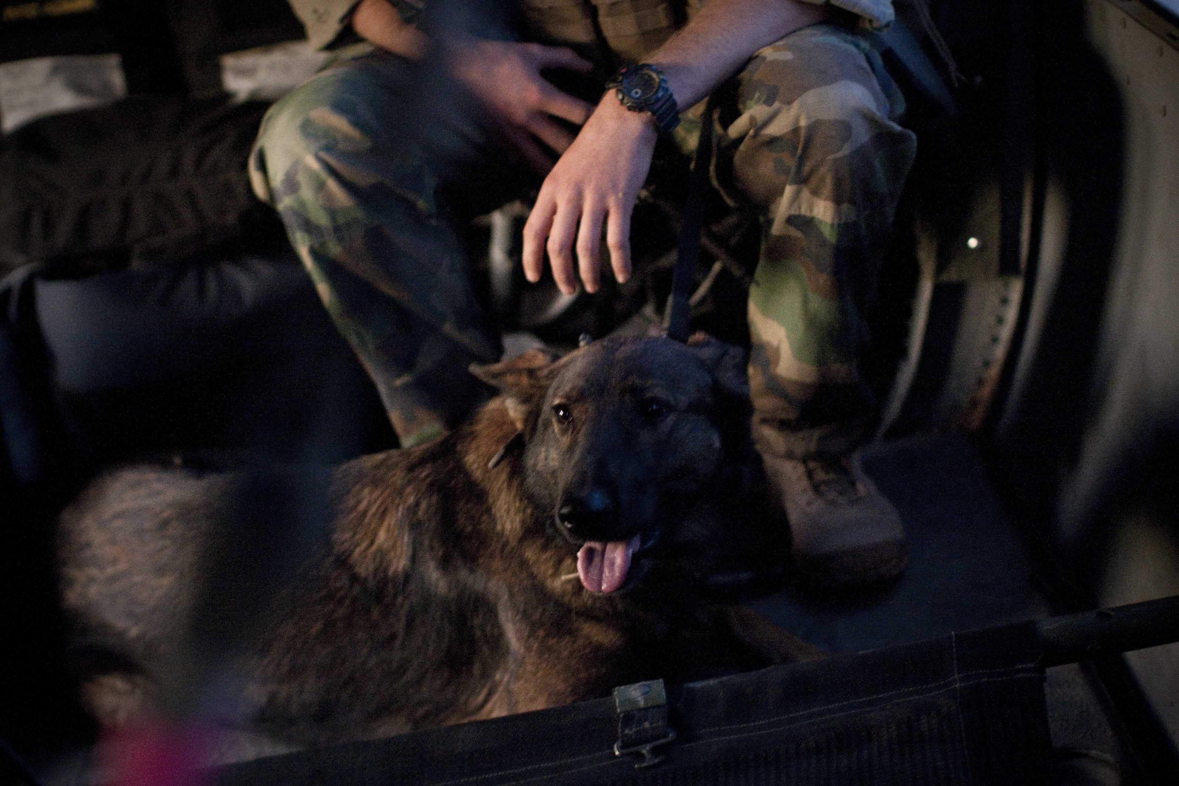 Report: Army mishandled bomb-sniffing dogs from Afghanistan
