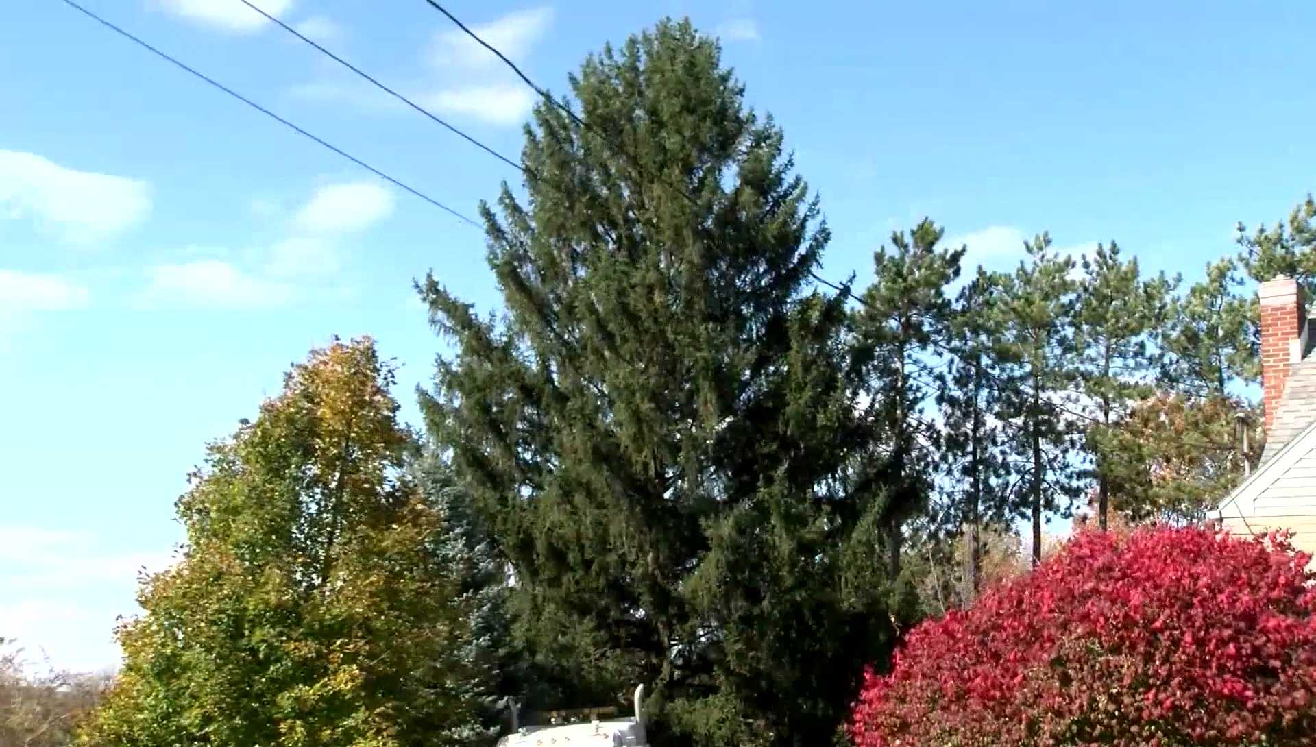 This year's Rockefeller Center Christmas tree is coming from State College, Pennsylvania