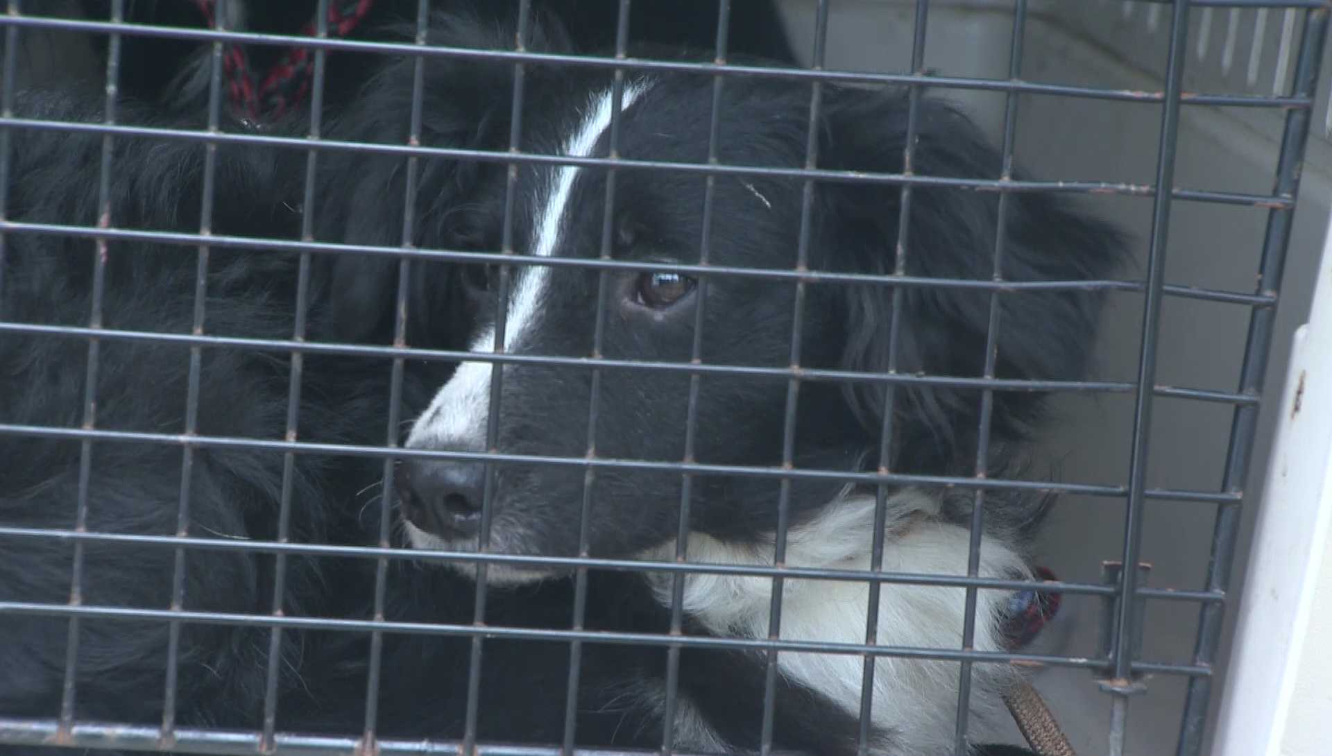 Anonymous tip leads to 11 dogs being removed from Fayette County property