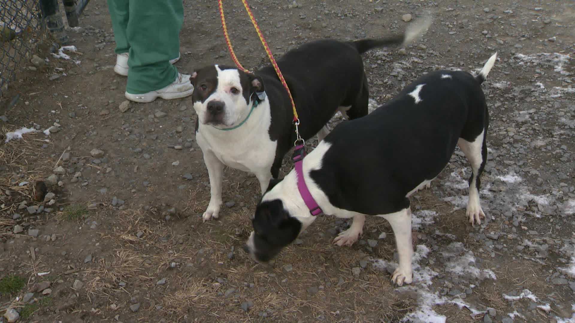 Cold snap prompts police reminder about new state law protecting animals