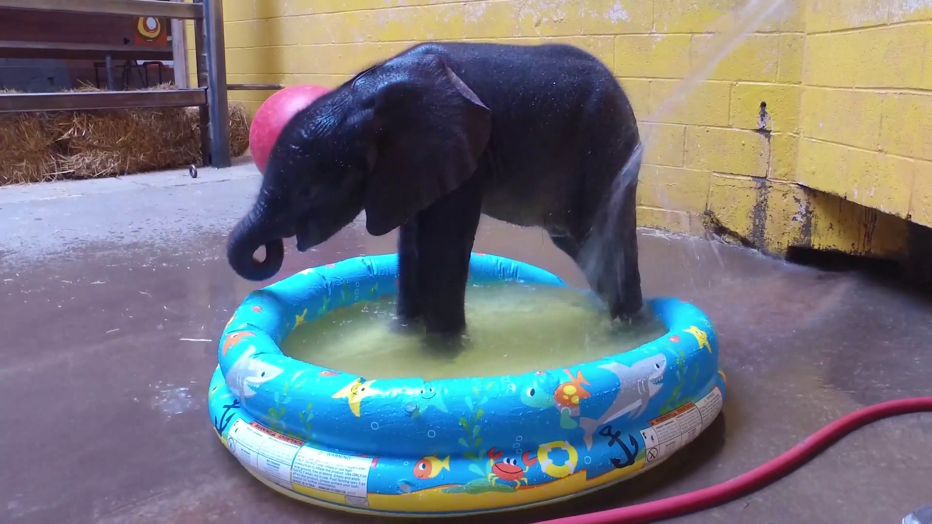 Pittsburgh's baby elephant is teething, so she's off exhibit for now