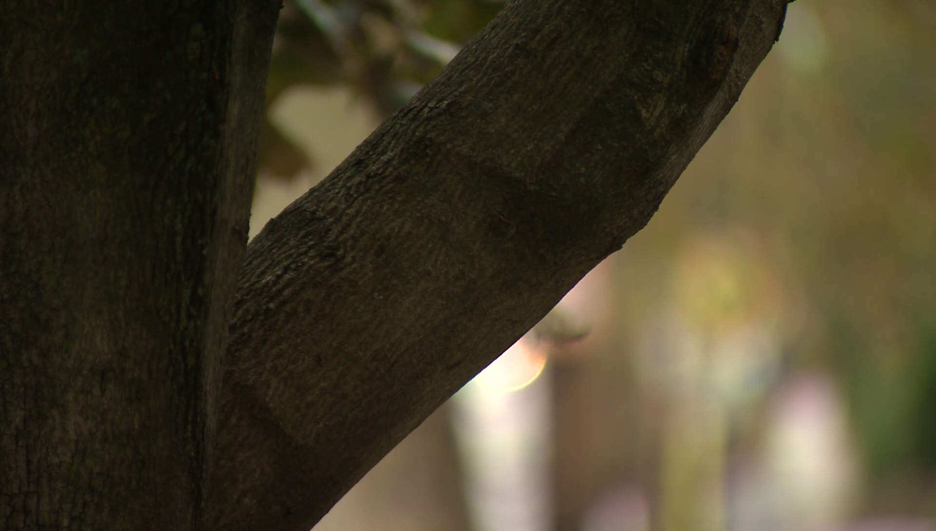 Noose found on tree: FBI and Pittsburgh Police investigate hate crime in Regent Square