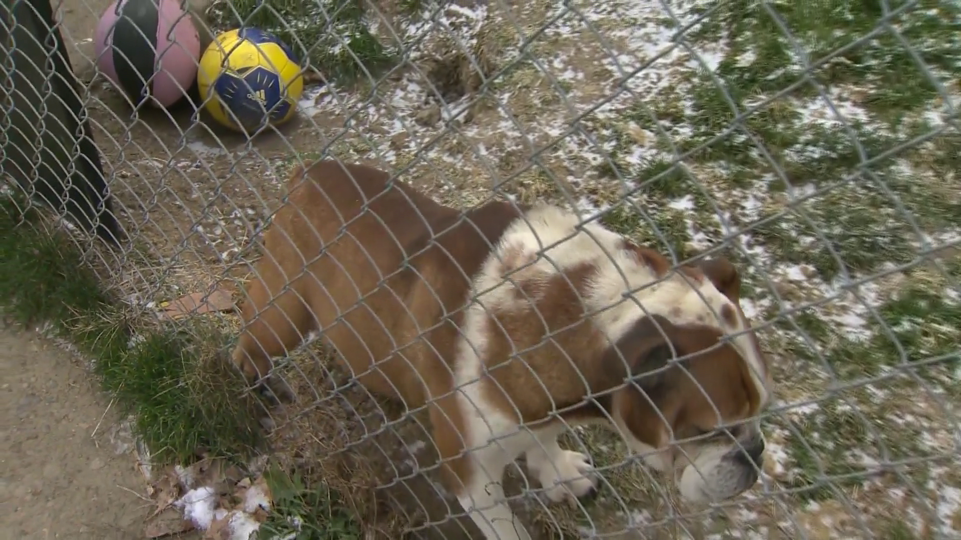 As temperatures drop, pet owners face stiffer penalties for leaving animals in the cold