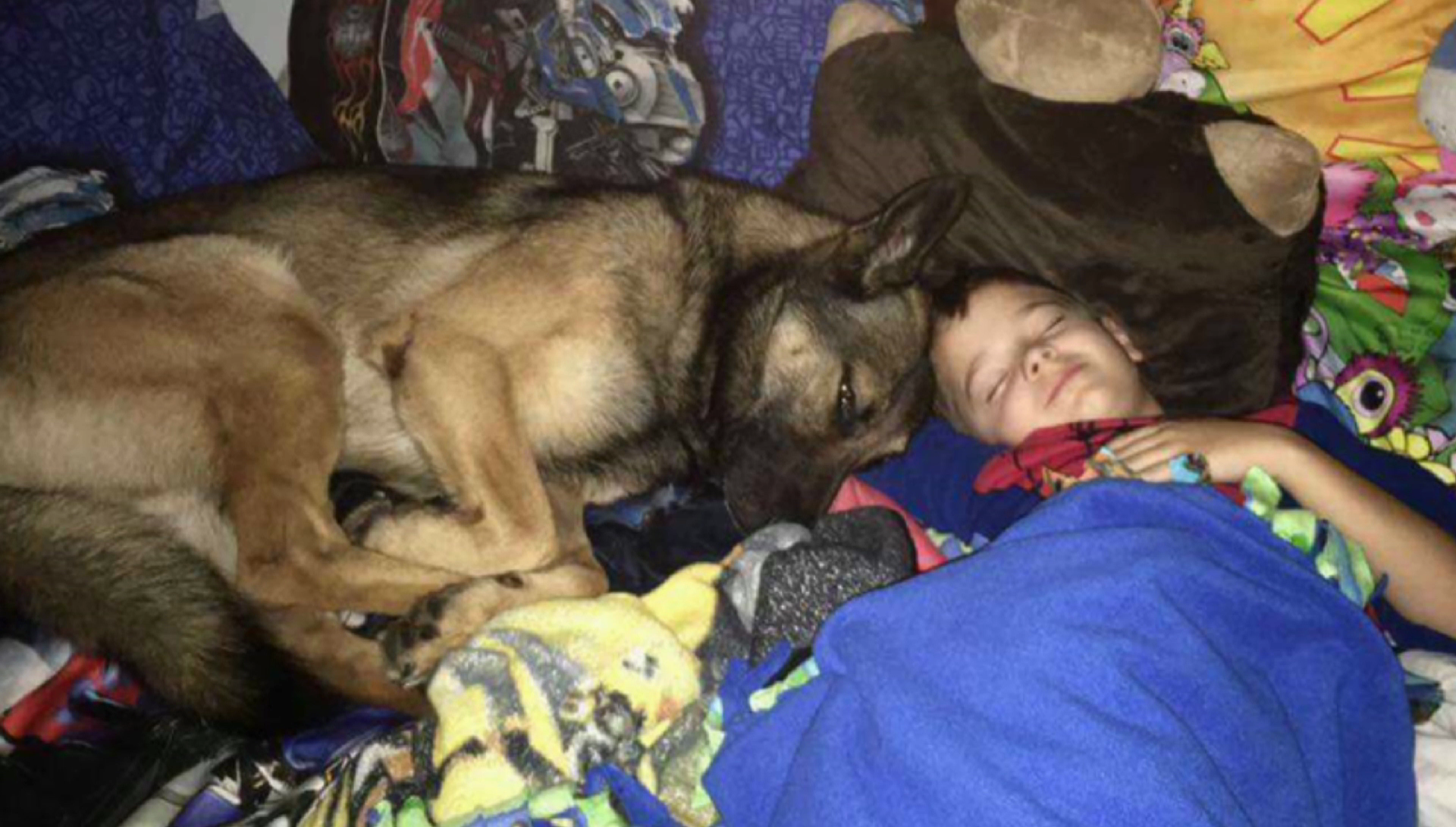 Sheriff, Commission butt heads over removal of police K9 from handler