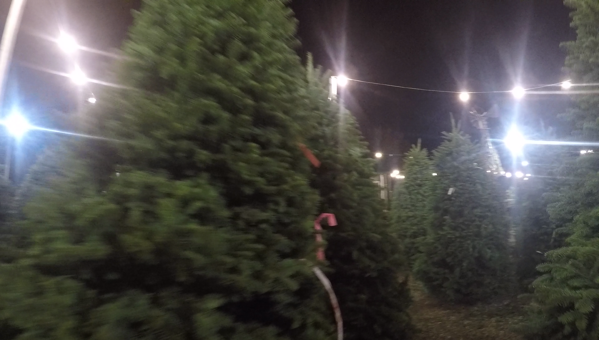 Why Christmas trees are more expensive this year